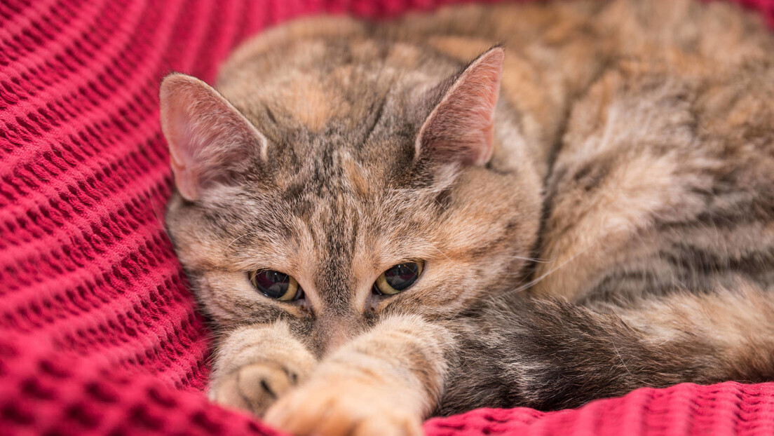 Rússia desenvolve primeira vacina contra alergia a gatos