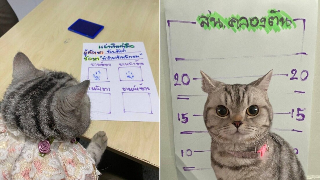 Gata é 'presa' por atacar policiais na Tailândia (FOTOS)