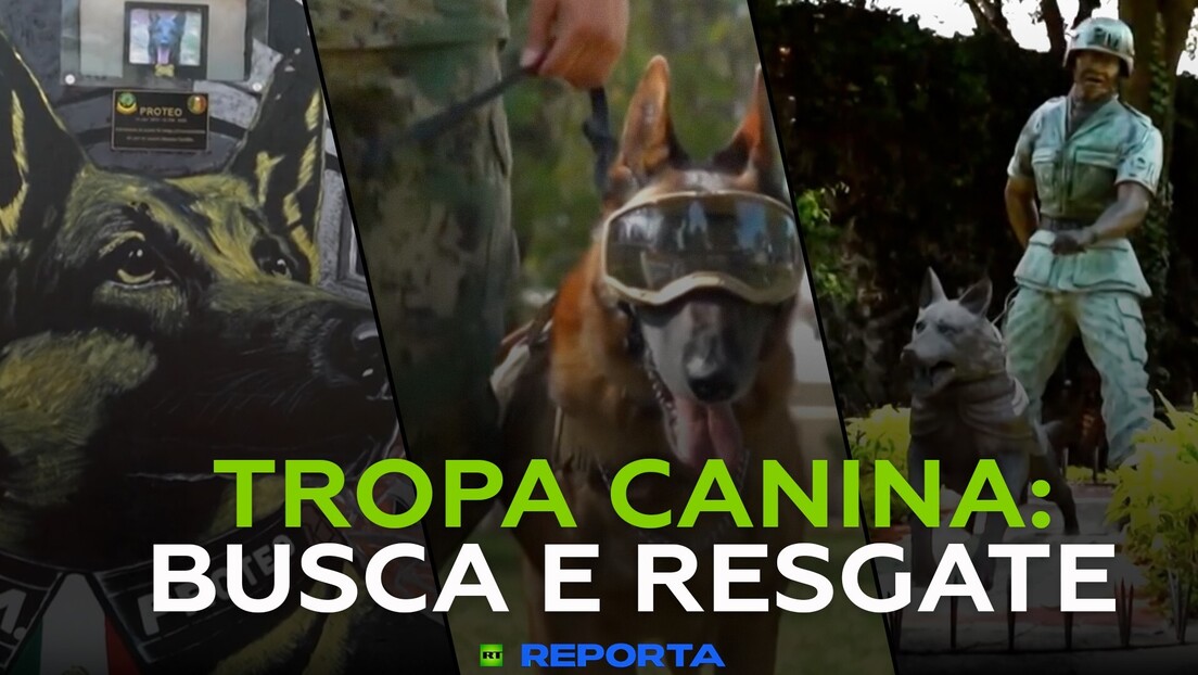 Tropa canina: busca e resgate - RT Reporta