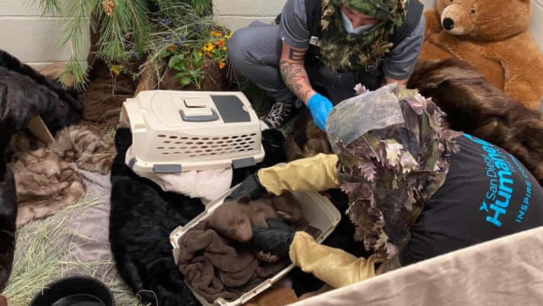Filhote de urso encontrado sozinho em floresta na Califórnia é reabilitado por equipe fantasiada