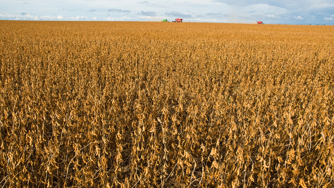 Brasil será líder mundial na produção de soja, projeta governo dos EUA