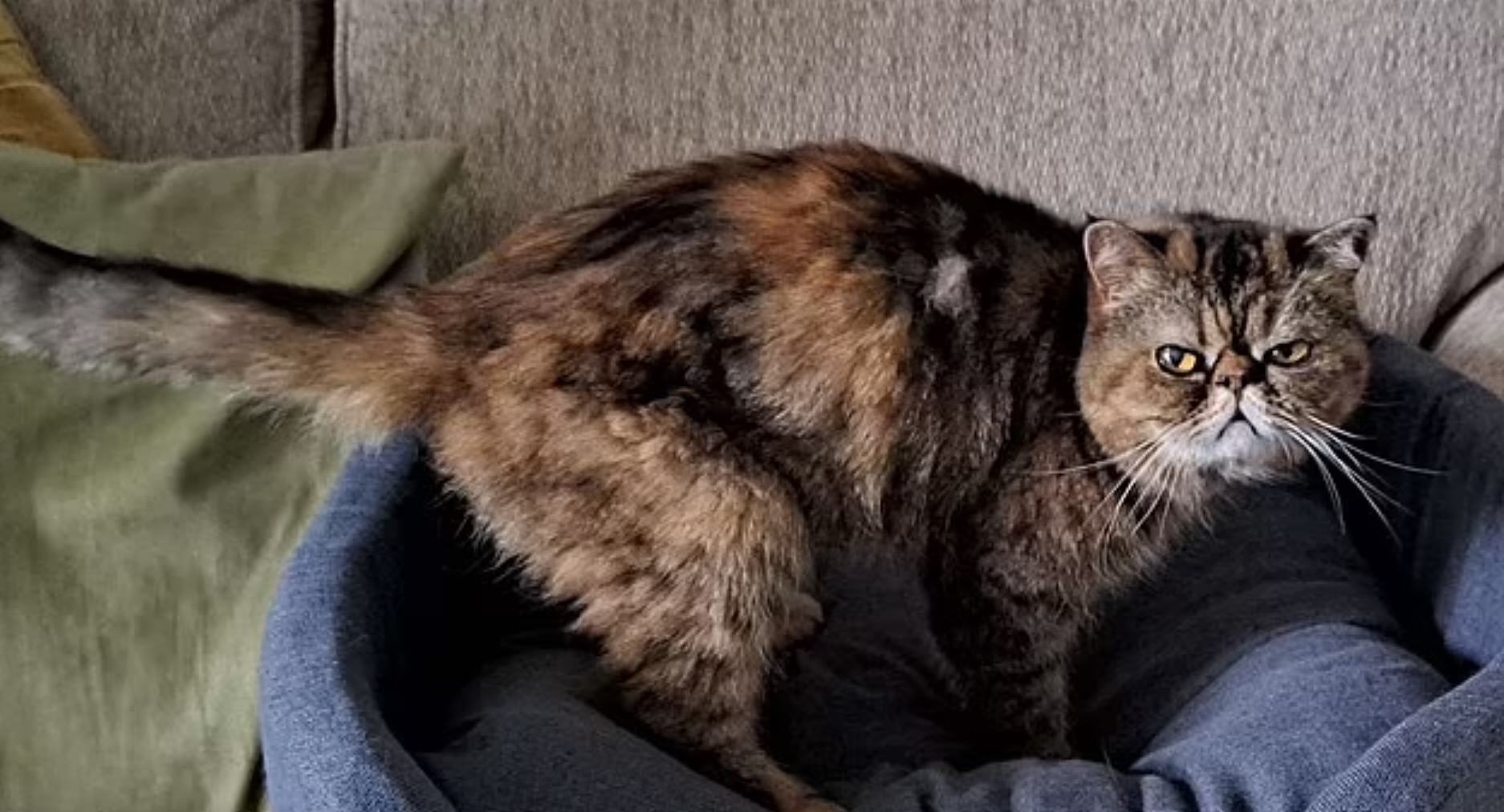 Gata sobrevive 3 semanas no subsolo se alimentando de cerveja e insetos: 'nunca entenderemos'