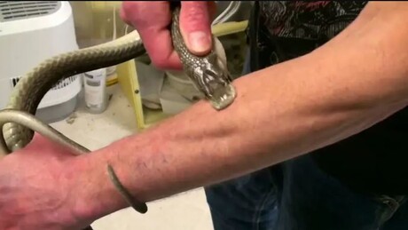 Homem que se injetou com veneno de cobras por 18 anos contribui para criação de antiveneno