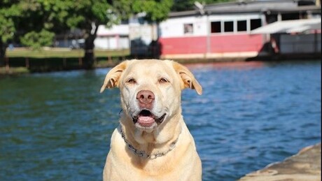 Cão herói das buscas em Brumadinho morre aos 13 anos