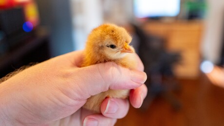Três outros países suspendem compra de frango do Brasil