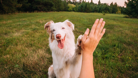Será que seu cachorro realmente te ama? Confira como descobrir: