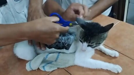 'Narcogato': animal é flagrado com drogas escondidas no corpo em prisão na Costa Rica