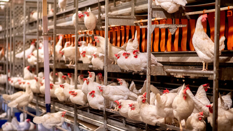 Rússia retoma importações de frango do Brasil, porém mantém embargo ao Rio Grande do Sul