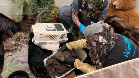 Filhote de urso encontrado sozinho em floresta na Califórnia é reabilitado por equipe fantasiada