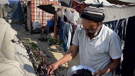 ONU alerta para colapso agrícola em Gaza: 2 milhões enfrentam fome e só 5% das terras são cultiváveis