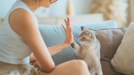 Saiba como gatos reconhecem seus donos