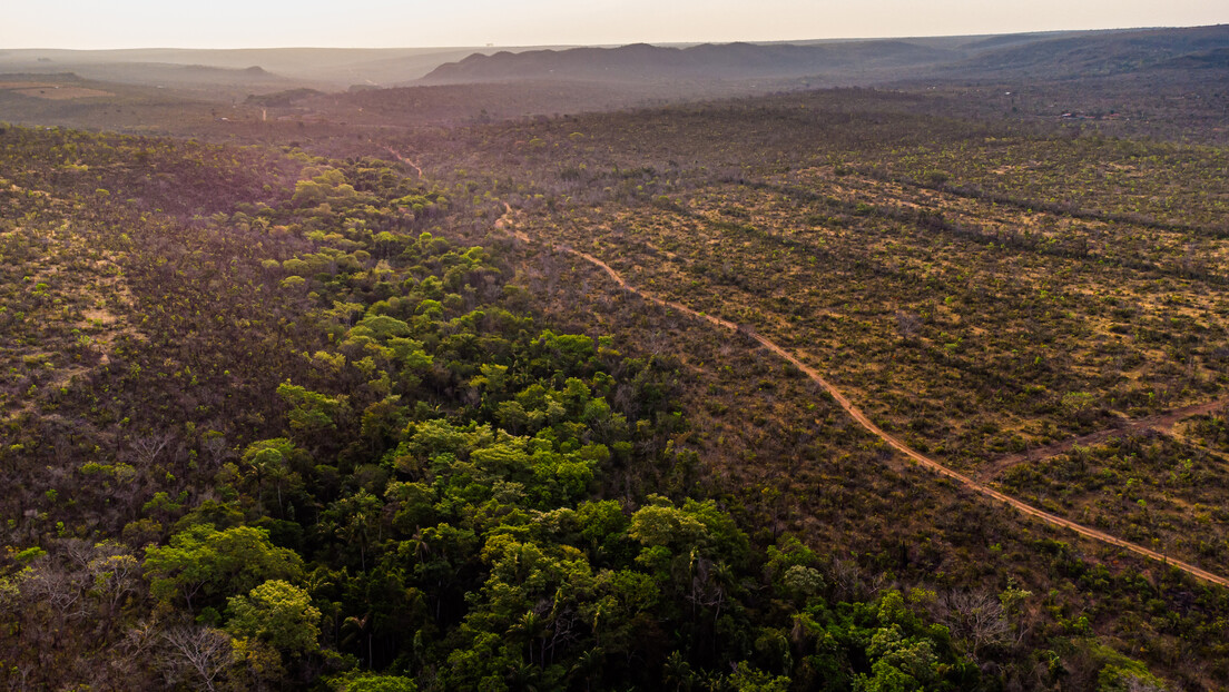 Cerrado perdeu metade de sua vegetação original em menos de 50 anos