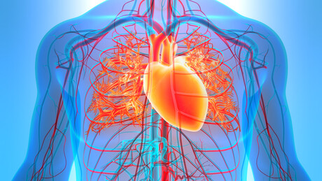 Como proteger o coração e evitar um infarto com mudanças no seu dia a dia