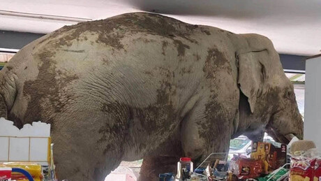 Elefante na Tailândia rouba loja de biscoitos