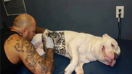 Governo sanciona lei que criminaliza tatuagens e piercings em cães e gatos