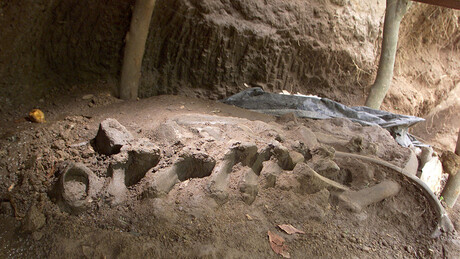 Brasil e Alemanha firmam acordo para repatriação de quatro fósseis brasileiros