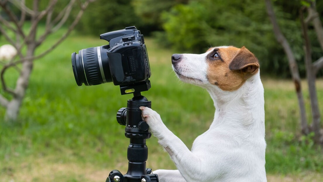 Vídeos de cães reduzem estresse tanto quanto interação real, revela estudo