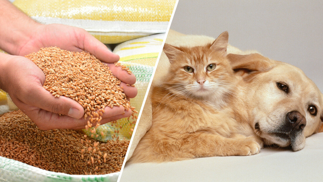 Após ameaças de Trump, Brasil amplia acesso ao mercado pet no México