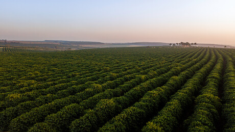 BRICS avançam em iniciativa de commodities: 'desenvolver um sistema comercial agrícola justo'