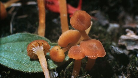 Pesquisadores brasileiros descobrem quatro novas espécies de cogumelos na Antártica