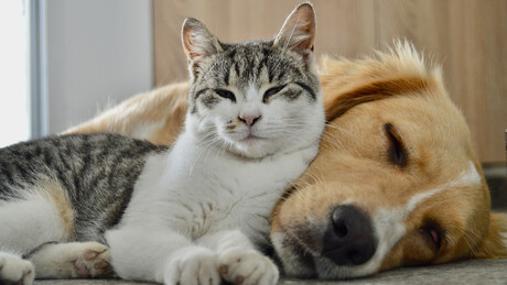 Descoberto novo e incrível benefício de ter cães e gatos