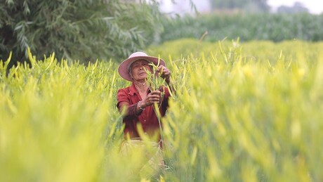 PIB chinês registra alta de 5,3% apesar das pressões externas