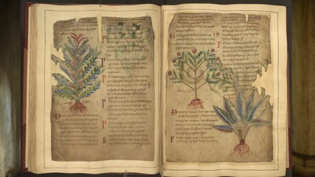 TikTok está redescobrindo a medicina medieval, diz pesquisa surpreendente