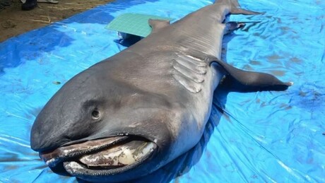 Espécie rara de tubarão aparece encalhada no litoral sergipano