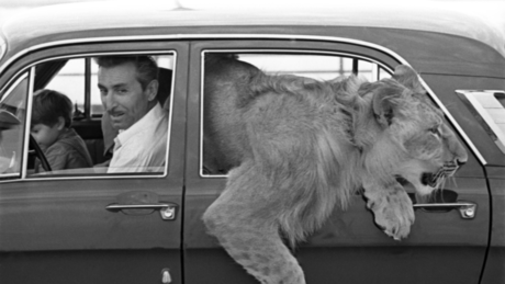 A história da família soviética que criou leão como filho e enfrentou tragédia de partir o coração