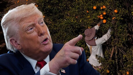 Tarifa de Trump pode gerar prejuízo anual de até R$ 4,3 bilhões ao setor de suco de laranja