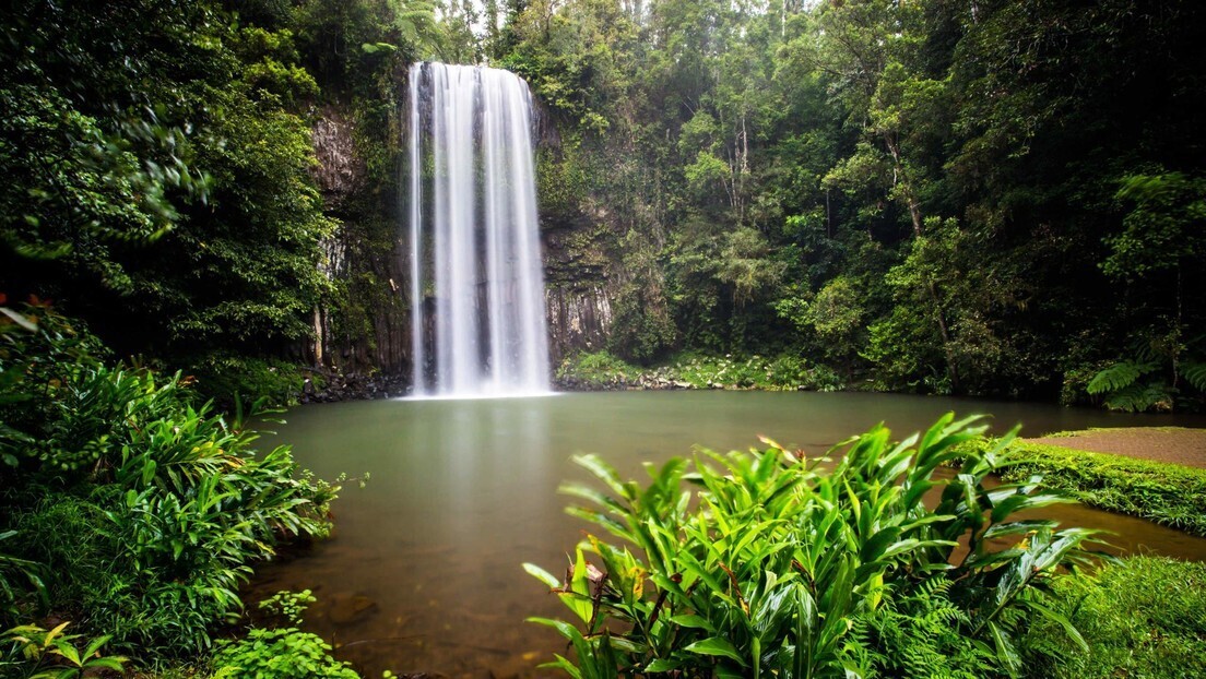 Nova espécie de inseto gigante é descoberta no alto de floresta remota na Austrália