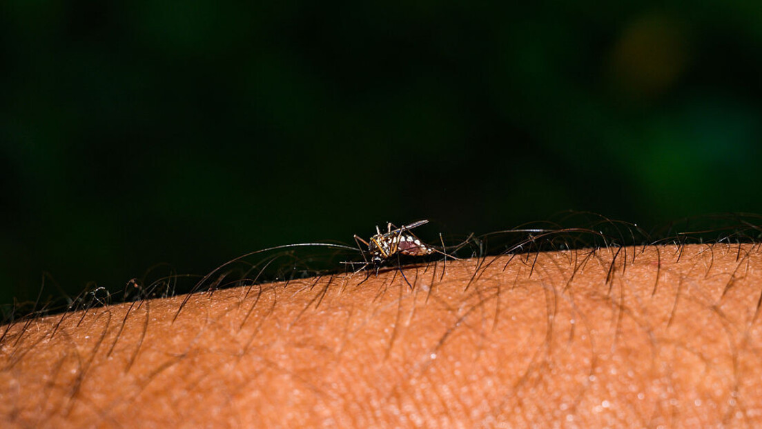 Hong Kong acende alerta após primeiro caso de chikungunya em 6 anos