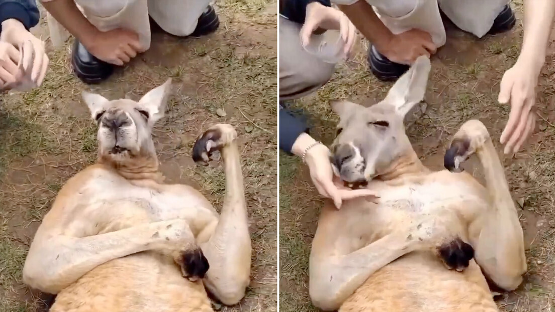 VÍDEO: Canguru desmaia para enganar turistas