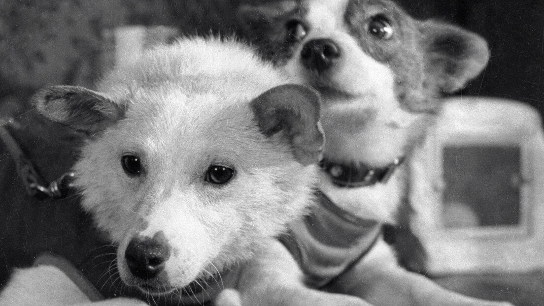 O que aconteceu com Belka e Strelka, as heroínas da corrida espacial soviética?