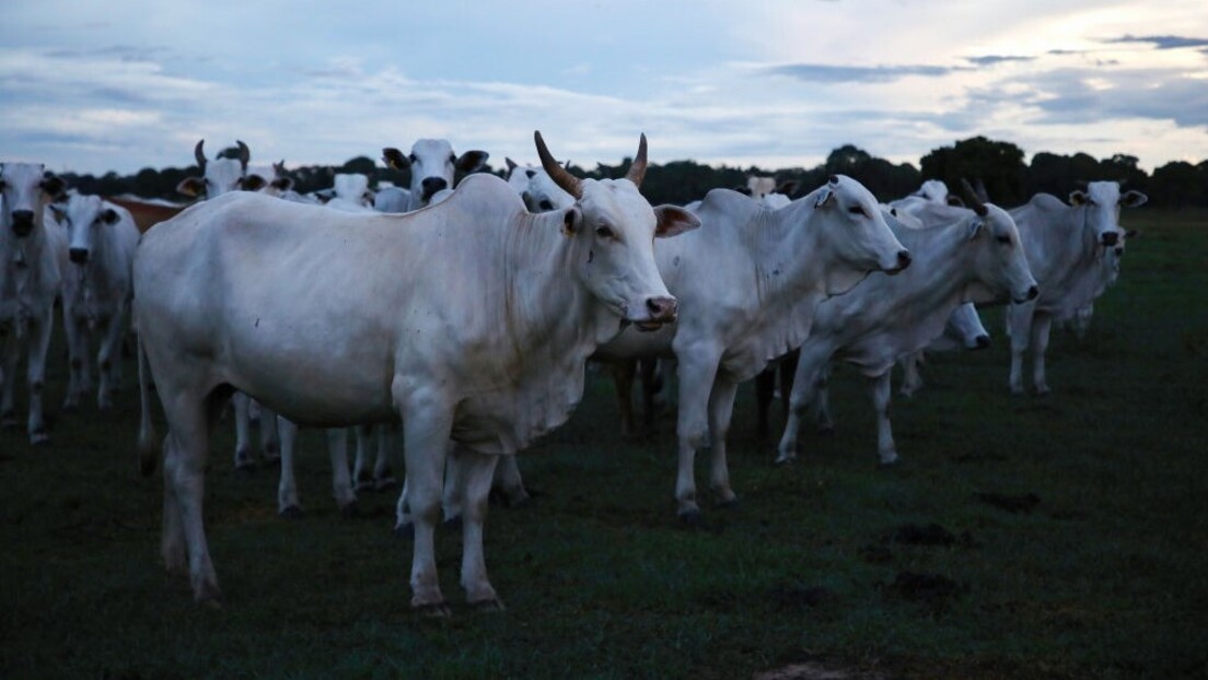 Brasil abre novo mercado de carne bovina e fortalece laços com país do BRICS