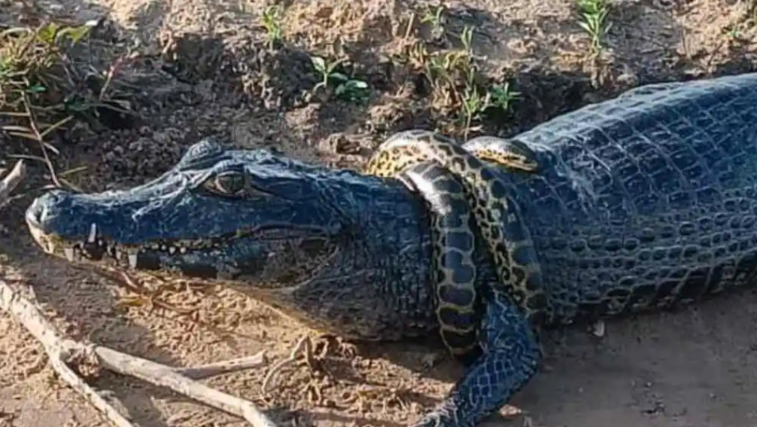 VÍDEO: sucuri jovem se enrola em jacaré e cena chama atenção nas redes
