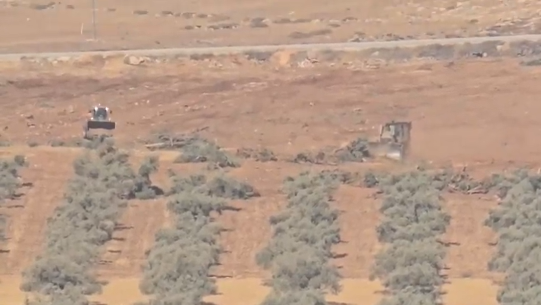 Israel destrói 3 mil oliveiras em vilarejo na Cisjordânia ocupada