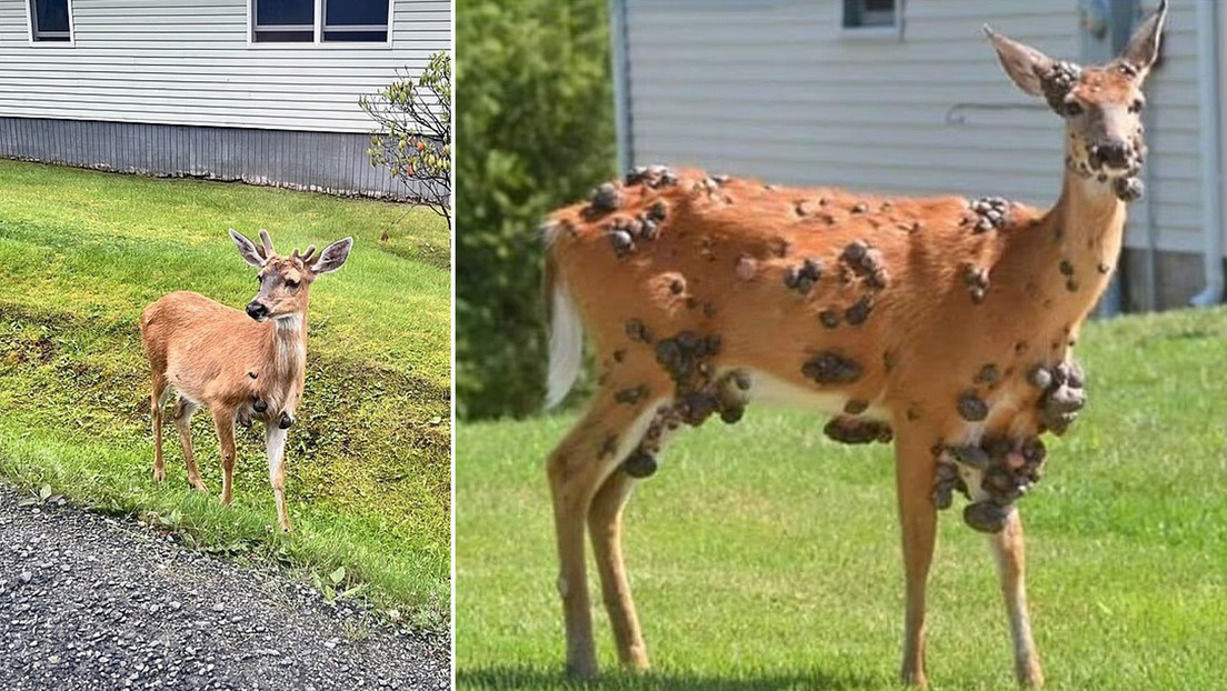 'Animais Zumbis' são vistos em várias partes dos Estados Unidos e preocupam autoridades
