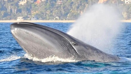 Baleias-azuis na costa da Califórnia emitem menos sons e indicam desequilíbrio ambiental