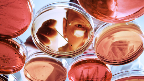 Norte-americanos ricos selecionam embriões a dedo para criar 'supercasta genética', aponta imprensa