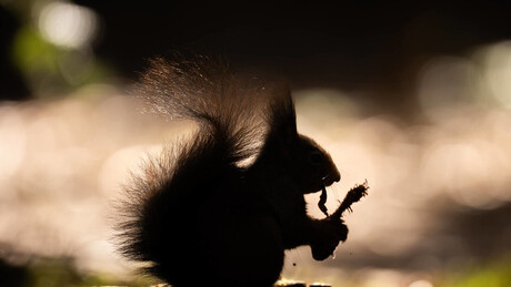 'Esquilos zumbis' com verrugas purulentas e palmas nos cabelos invadem os EUA