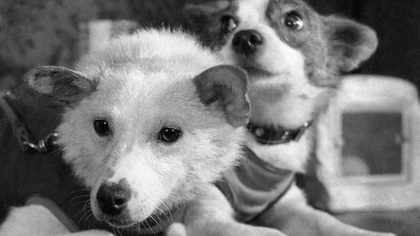 O que aconteceu com Belka e Strelka, as heroínas da corrida espacial soviética?