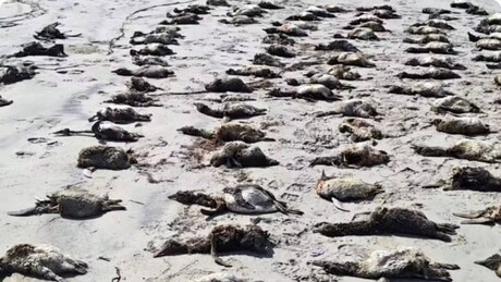 Mais de 650 pinguins-de-Magalhães são encontrados sem vida na costa de São Paulo em apenas sete dias