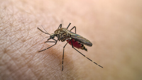 EUA suspendem vacina contra chikungunya devido a efeitos adversos 'graves'