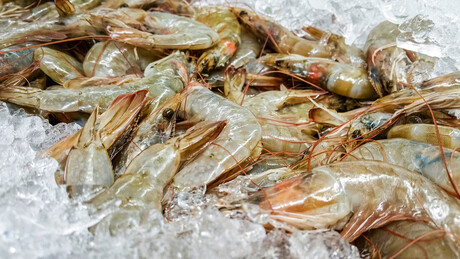 EUA retiram 'camarões radioativos' de circulação: o que está acontecendo?