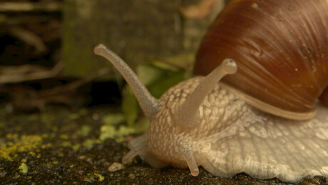 Raro caracol 'canhoto' está em busca de um amor na Nova Zelândia