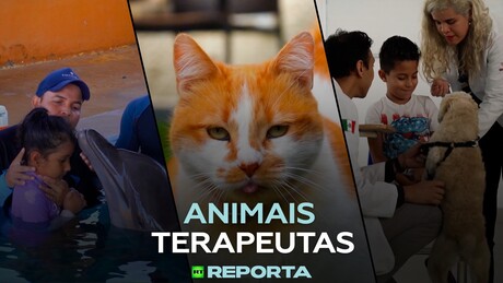 Animais terapeutas - RT Reporta