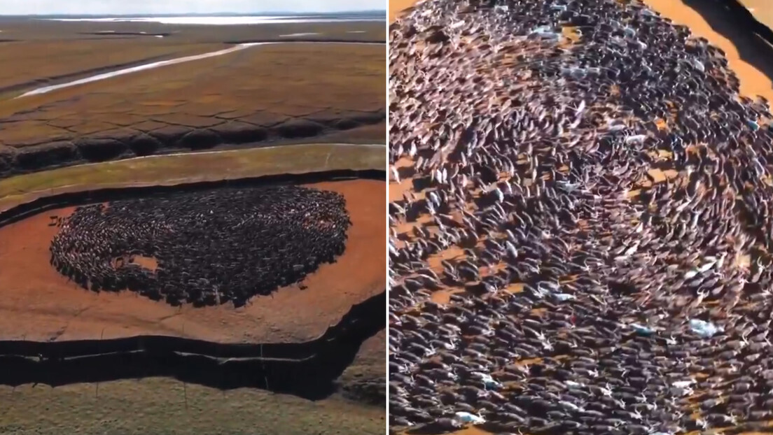 VÍDEO HIPNÓTICO: centenas de renas participam de um raro 'ritual' na Rússia