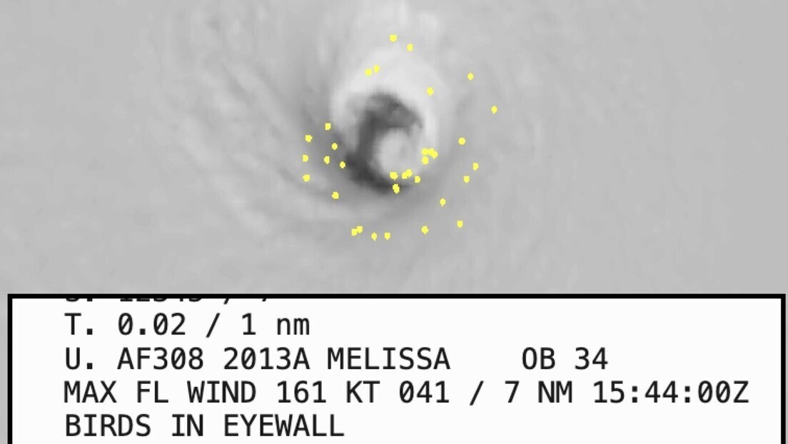 Milhares de aves podem ser exterminadas pelo furacão Melissa