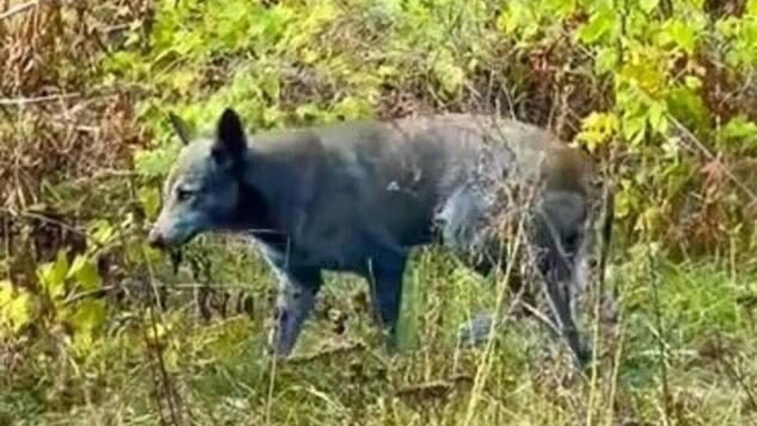O mistério dos cães azuis de Chernobyl que intriga os especialistas